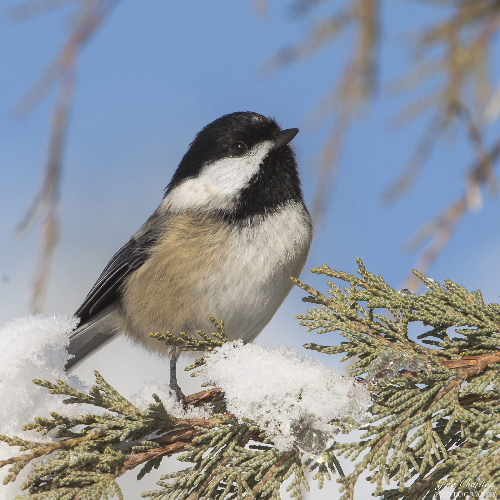 Black Capped Chickadee in the Snow | Shutterbug